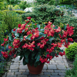 BEGONIA Fibrous Dragon Wing Red