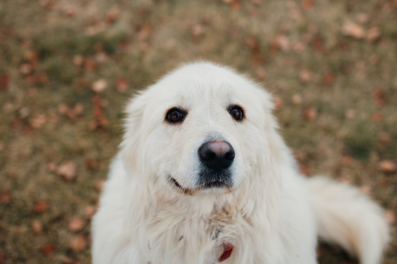 Mother Earth Greenhouses photo 6